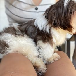 Chance - Shih Tzu