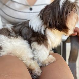 Chance - Shih Tzu