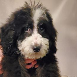 Boy 3 - Black and white Bernedoodle puppy in Schertz, Texas from Kat's Teddydoodles