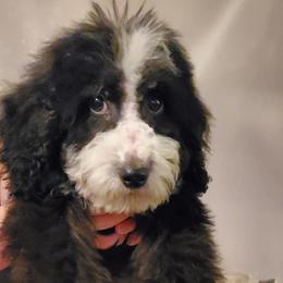 Boy 3 - Black and white Bernedoodle puppy in Schertz, Texas from Kat's Teddydoodles