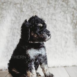 Bernedoodle Puppies from Southern Oak Breeders LLC