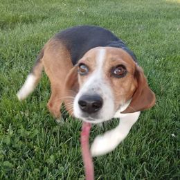 Allie - Beagle