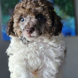 Trundle - Parti male Poodle puppy in Maplewood, New Jersey from Poos&Bulls Keepsake