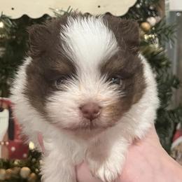 Pomeranians from The Dog House at Hidden Acres Farm