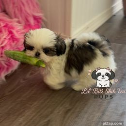 Cira - Sable and white female Shih Tzu puppy in Walkertown, North Carolina from Lil’ Bit’s Shih Tzu