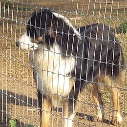Beau - Australian Shepherd