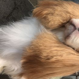 Cavalier King Charles Spaniel All Grown Up from Wellsworth CKCS