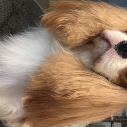 Cavalier King Charles Spaniel All Grown Up from Wellsworth CKCS