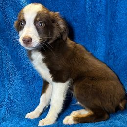 Boy 1 - Red tri male Miniature Australian Shepherd puppy in Hokes Bluff, Alabama from Alegria Toy Aussies