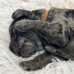Goldendoodle Puppies from True Friend Doodles
