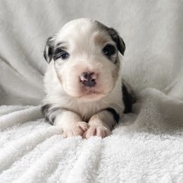 Australian Shepherd Puppies from Burdock Hill Australian Shepherds