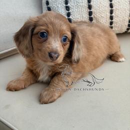 Strudel - Dapple female Dachshund puppy in Copperas Cove, Texas from Isalyn Dachshunds