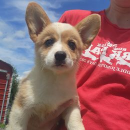 Girl 1 - Red merle and white female American Corgi puppy in Odessa, Missouri from LOYAL T K9's CORGIS
