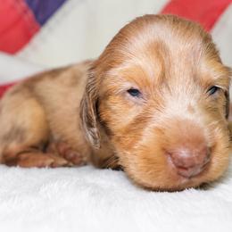 Charlie - Dapple female Dachshund puppy in Texarkana, Texas from Lolo&CoDachshunds