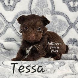 Tessa - Chocolate and tan female Yorkshire Terrier puppy in Adair, Oklahoma from Phillippe's Puppy Paws