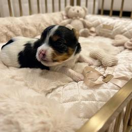 Yorkipoo and Yorkshire Terrier Puppies from OK Puppies LLC
