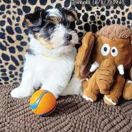Charlie - Black tan and white male Biewer Terrier puppy in Conetoe, North Carolina from Southern Belle's Biewer Terriers & Papillons
