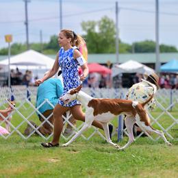 Spyro - Ibizan Hound