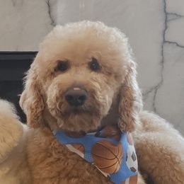 Labradoodle All Grown Up from My Cuddly Doodles