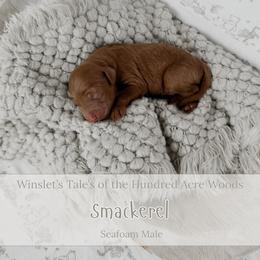 Smackerel - Red  male Goldendoodle puppy in Roanoke Rapids, North Carolina from Sweeter than Honey Doodles