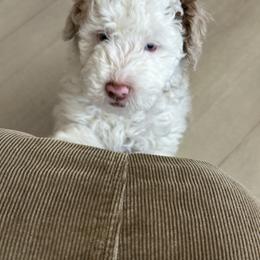 Todd - Red merle male Aussiedoodle puppy in Charlestown, Indiana from Forever Aussies and A Doodle