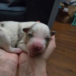 Boy 1 - male Border Collie puppy in Piedmont, South Carolina from Soaring Borders Border Collies