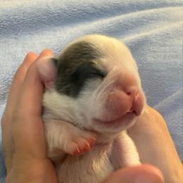 Girl 1 - Blue fawn female French Bulldog puppy in Spanaway, Washington from Frog Faced Frenchies