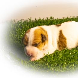 Russell Terrier Puppies from Diamond D Jacks