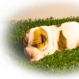 Russell Terrier Puppies from Diamond D Jacks