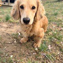 Cashew - Dachshund