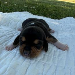 Clara Belle - Black white and tan female Beagle puppy in Kinta, Oklahoma from Beaver Creek Kennels