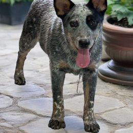Star Ranch Devil Went Down To Georgia - Blue speckled male Australian Cattle Dog puppy in Waterloo, South Carolina from Star Ranch Australian Cattle Dogs