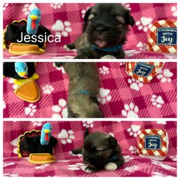 Jessica - Cream female Lhasa Apso puppy in Cincinnati, Ohio from Shangri-La Lhasa Apsos