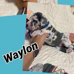 Waylon - Harlequin male Great Dane puppy in Russellville, Arkansas from River Valley Great Danes & Miniature Schnauzers