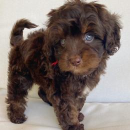 Hershey - Chocolate male Cavapoo puppy in Van Alstyne, Texas from Home Grown Puppies