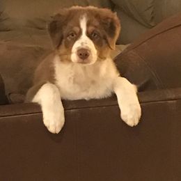 Australian Shepherd All Grown Up from Happily Ever Aussies