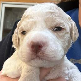 Pink Girl - Orange female Lagotto Romagnolo puppy in Chicago, Illinois from Midwest Lagotto Romagnolo