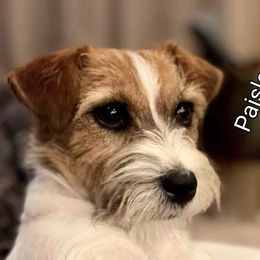 Paisley - Russell Terrier