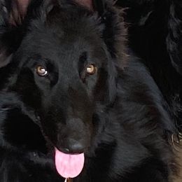 German Shepherds from Snowshadow