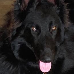 German Shepherds from Snowshadow