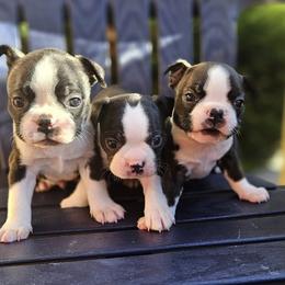 Boston Terrier, Doberman Pinscher, French Bulldog, and Shiba Inu Puppies from Diamonds In The Ruff Boston Terriers