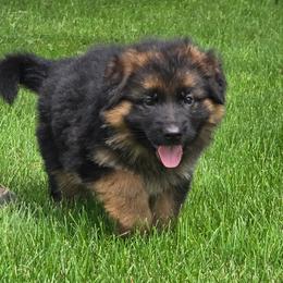 Girl 5 - Black and red female German Shepherd puppy in Sumner, Iowa from Vom Wilke Kennels