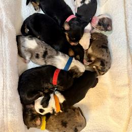 Male 1 - Blue merle male Aussiedoodle puppy in Adams, Nebraska from Boxcar Doodles and Poodles