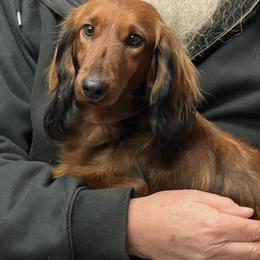 Ember - Dachshund