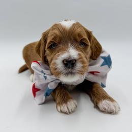 Grey collar boy - Red  male Goldendoodle puppy in Newcastle, Oklahoma from Ritzy Creek Doodles