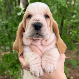 Yellowstone - Red and white male Basset Hound puppy in Red Bay, Alabama from Maple Street Bassets