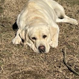 Labrador Retriever All Grown Up from Agape Acres Homestead English Labrador Retrievers