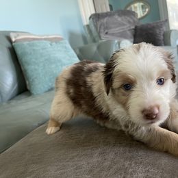 Australian Shepherd Puppies from Forgotten Coast Australian Shepherds