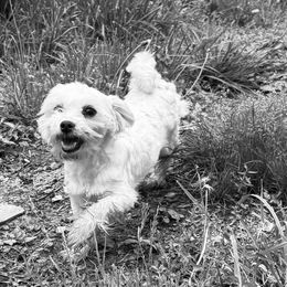 Teddy - White male Maltese puppy in Robbinsville, North Carolina from Robins K9 companions