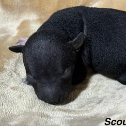 Boy 4 - male American Hairless Terrier puppy in Buckingham, Illinois from Gaus Hof